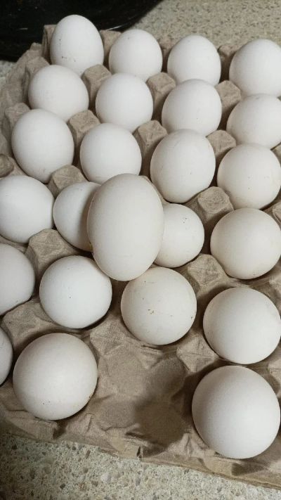 Лот: 25274143. Фото: 1. Яйцо домашних кур. Мясо, птица, яйцо