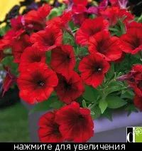 Лот: 7366317. Фото: 1. Петуния вегетативная Crazytunia... Садовые цветы