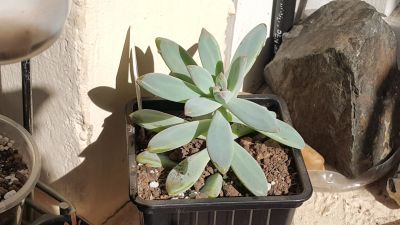 Лот: 14060804. Фото: 1. Граптоседум Graptosedum ‘Francesco... Горшечные растения и комнатные цветы