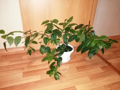 Лот: 17368199. Фото: 1. Клеродендрум. Горшечные растения и комнатные цветы