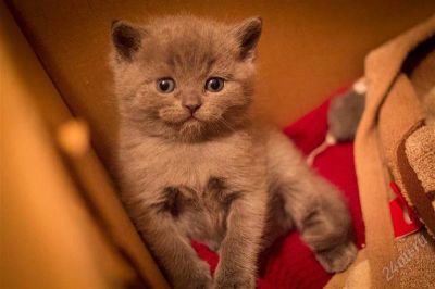 Лот: 980302. Фото: 1. Британские котята. Остальные животные