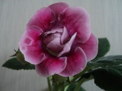Лот: 4182842. Фото: 1. Глоксиния Pink Flamingo с бутонами. Горшечные растения и комнатные цветы