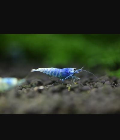 Лот: 25706107. Фото: 1. Креветки BLUE BOLT. Моллюски, ракообразные, кораллы