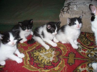 Лот: 2110262. Фото: 1. Котенок 1 (внутри видео!). Кошки, котята