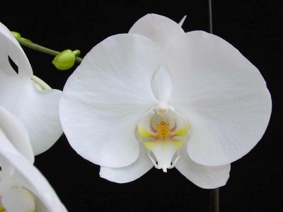 Лот: 16320005. Фото: 1. Орхидея Белая Орхидея Phalaenopsis... Горшечные растения и комнатные цветы