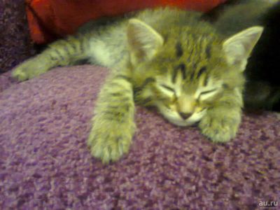 Лот: 8025521. Фото: 1. Красивый бурундук в хорошие руки... Кошки, котята