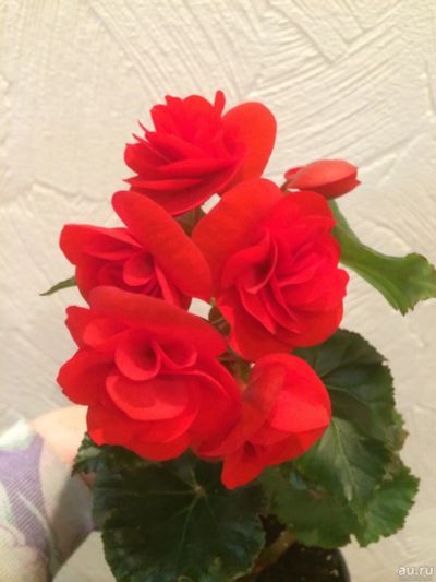Лот: 13618117. Фото: 1. Бегония Соления Ред Оранж (укорененный... Горшечные растения и комнатные цветы