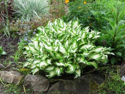 Лот: 7828630. Фото: 1. Хоста волнистая «Variegata. Пчеловодство
