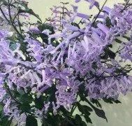 Лот: 17243273. Фото: 1. Плектрантус Мона Лавендер. Горшечные растения и комнатные цветы