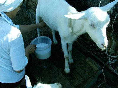 Лот: 4022749. Фото: 1. Молоко козье в Покровке!. Молоко и молочные продукты