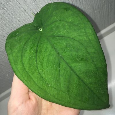 Лот: 17077074. Фото: 1. Сингониум «Macrophyllum». Горшечные растения и комнатные цветы