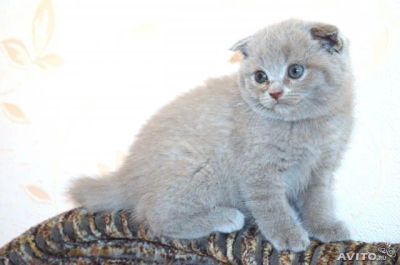 Лот: 4076291. Фото: 1. Вислоухая красавица). Кошки, котята