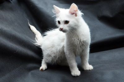 Лот: 6056951. Фото: 1. Белоснежная красавица. Кошки, котята