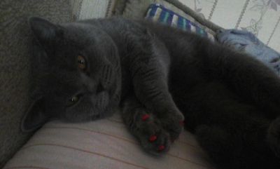 Лот: 7469125. Фото: 1. Отдам шотландского прямоухого... Кошки, котята