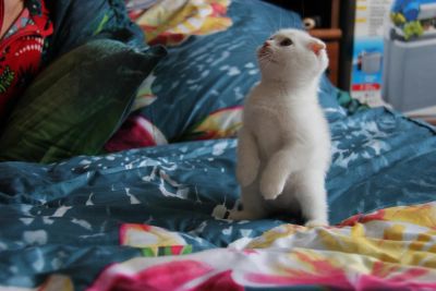 Лот: 3010681. Фото: 1. шотландская вислоухая беленькая... Кошки, котята