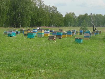 Лот: 8882355. Фото: 1. Продам мёд сибирский, натуральный... Мёд, продукты пчеловодства
