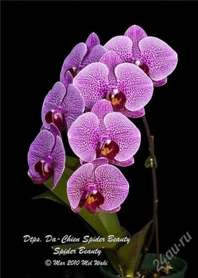 Лот: 1344349. Фото: 1. P. Da-chien Spider Beauty x Dtps... Горшечные растения и комнатные цветы