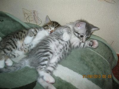 Лот: 3087403. Фото: 1. Отдам котят в добрые руки. Кошки, котята