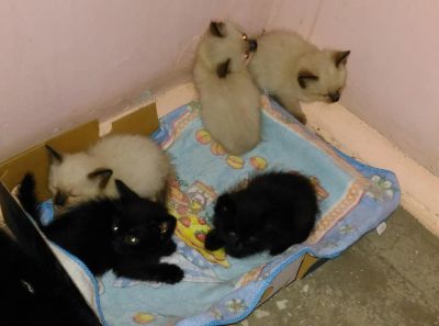 Лот: 9991451. Фото: 1. Котята. Кошки, котята