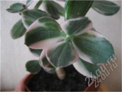 Лот: 4042670. Фото: 1. Крассула вариегатная (Crassula... Горшечные растения и комнатные цветы