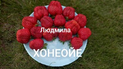 Лот: 5923195. Фото: 1. Саженцы земляники(клубники) садовой... Другое (семена, рассада, садовые растения)