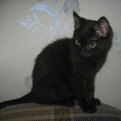 Лот: 6775313. Фото: 1. Котенок. Кошки, котята