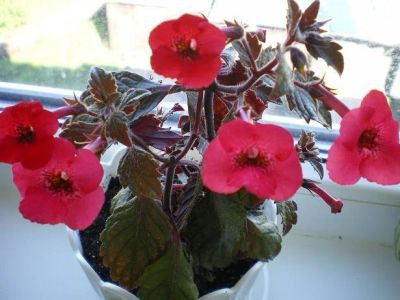 Лот: 9194064. Фото: 1. Ахименес Red elfe. Горшечные растения и комнатные цветы
