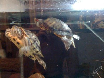 Лот: 2719522. Фото: 1. большие красноухие черепахи! с... Рыбки