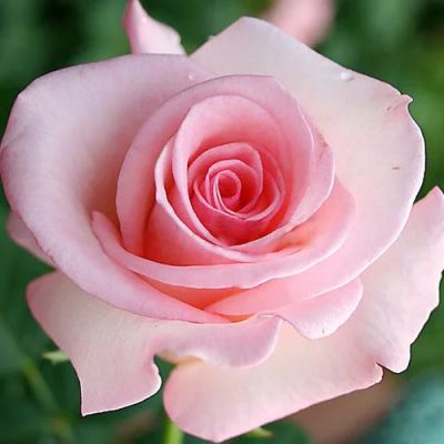 Лот: 11279192. Фото: 1. Роза садовая Фламинго. Садовые цветы