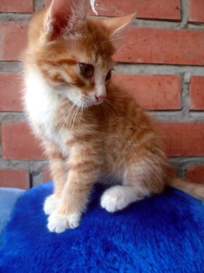 Лот: 5305583. Фото: 1. мимимишная котовасия)). Кошки, котята