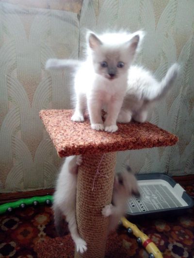 Лот: 3850480. Фото: 1. Продам котят Балинезийских , девочки... Кошки, котята