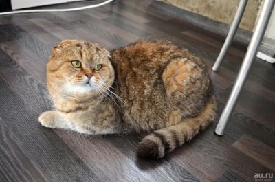 Лот: 8248444. Фото: 1. отдам кота. Кошки, котята