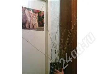 Лот: 359896. Фото: 1. Саженцы фундука плодоносящего... Другое (семена, рассада, садовые растения)