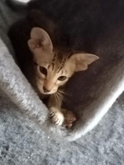 Лот: 25610175. Фото: 1. Ориентальная девочка, 3 месяца. Кошки, котята
