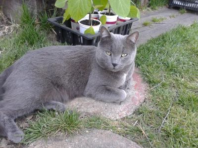 Лот: 5614109. Фото: 1. Котик. Кошки, котята
