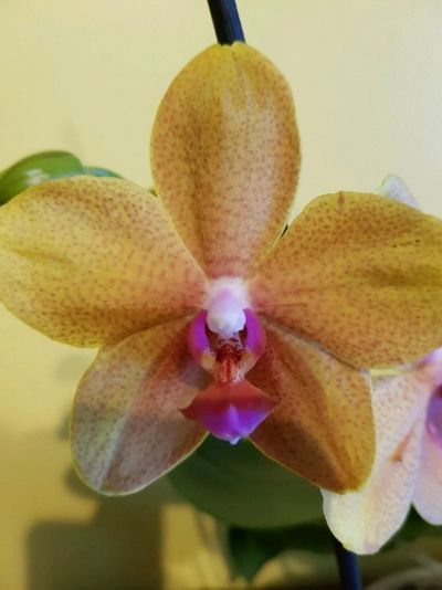 Лот: 11908249. Фото: 1. Орхидея Фаленопсис. Горшечные растения и комнатные цветы