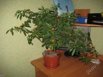 Лот: 936415. Фото: 1. паслён перечный (Solarium capsicastrum... Горшечные растения и комнатные цветы