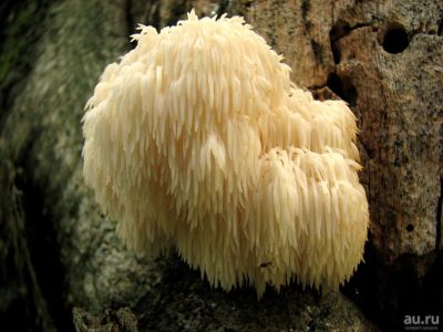 Лот: 13764431. Фото: 1. Куплю Ежовик гребенчатый (Герициум... Грибы