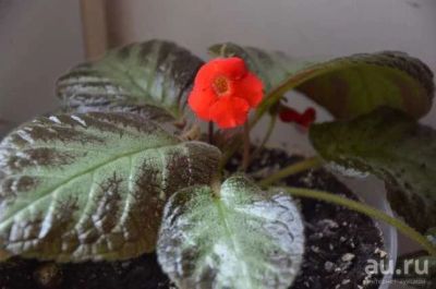 Лот: 9078176. Фото: 1. Эписция ползучая (Episcia reptans... Горшечные растения и комнатные цветы