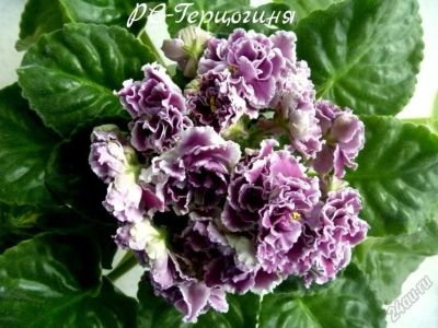 Лот: 5694557. Фото: 1. Продам детку сортовой фиалки РС-Герцогиня. Горшечные растения и комнатные цветы
