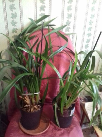 Лот: 6377564. Фото: 1. Орхидея Цимбидиум.. Горшечные растения и комнатные цветы