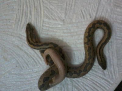 Лот: 3283651. Фото: 1. Продам шершавохвостого удавчика... Остальные животные