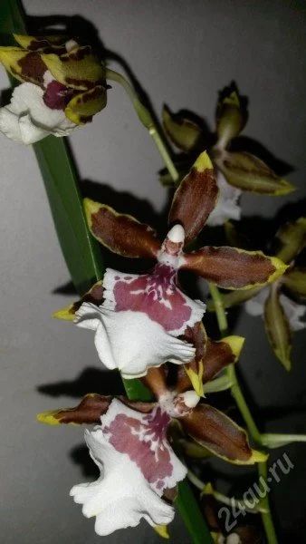 Лот: 5487074. Фото: 1. орхидея колманара (отцвела). Горшечные растения и комнатные цветы
