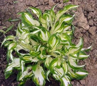 Лот: 9802394. Фото: 1. Хоста волнистая «Variegata». Другое (семена, рассада, садовые растения)