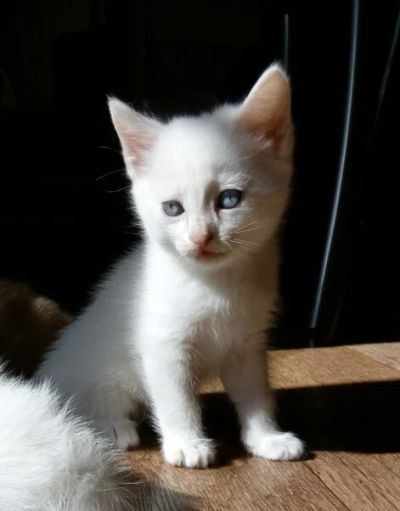 Лот: 10301144. Фото: 1. Голубоглазый блондин. Кошки, котята