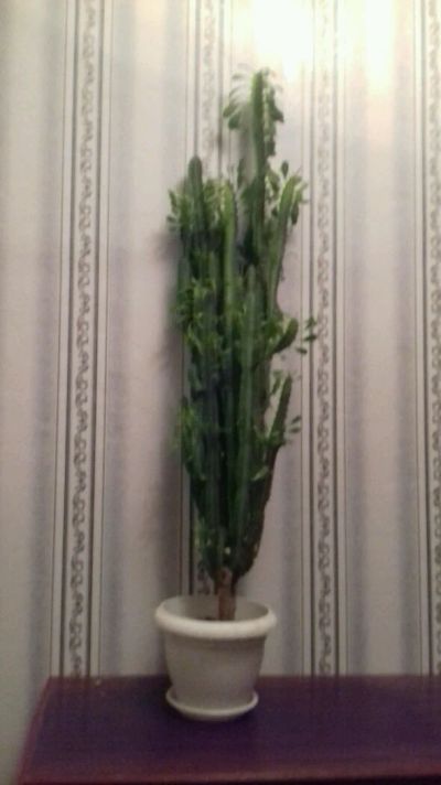 Лот: 8914053. Фото: 1. Кактус. Горшечные растения и комнатные цветы