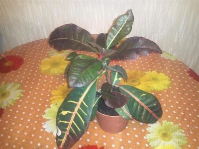 Лот: 2234748. Фото: 1. кротон. Горшечные растения и комнатные цветы
