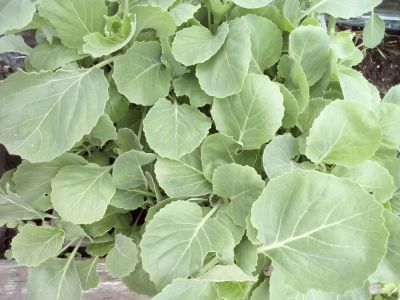 Лот: 9768470. Фото: 1. Капуста Точка. Овощи