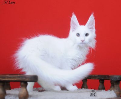 Лот: 18665635. Фото: 1. Котенок мейн куна. Кошки, котята