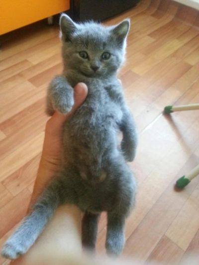 Лот: 4101325. Фото: 1. шотландские котята!. Кошки, котята